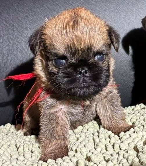 JOVAL Brussels Griffon Puppies media 4