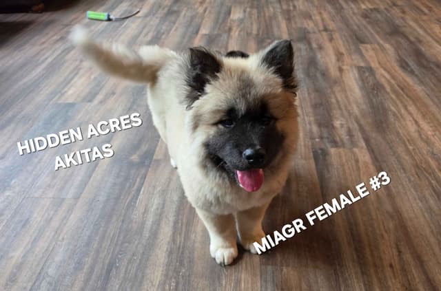Akita Puppies media 2
