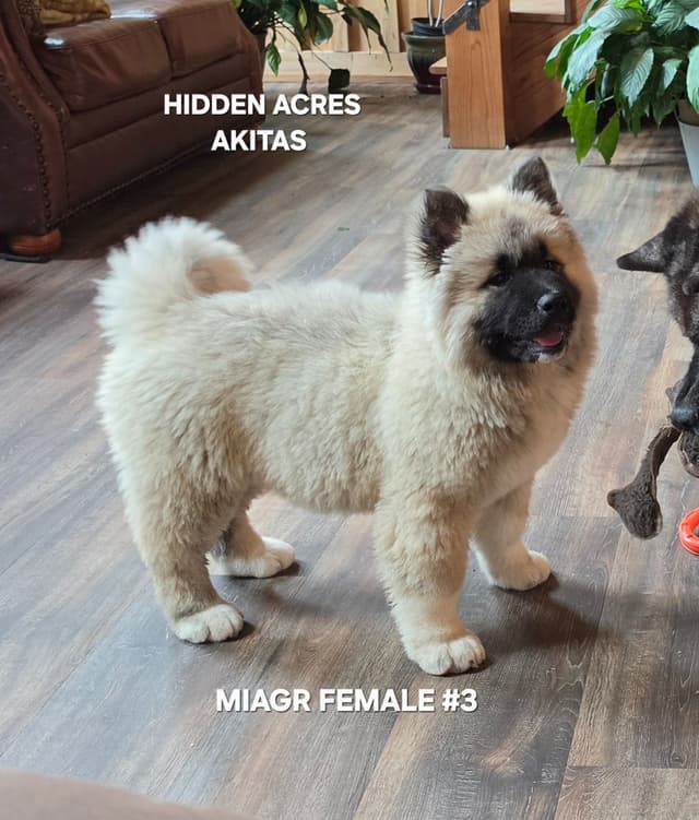 Akita Puppies media 3