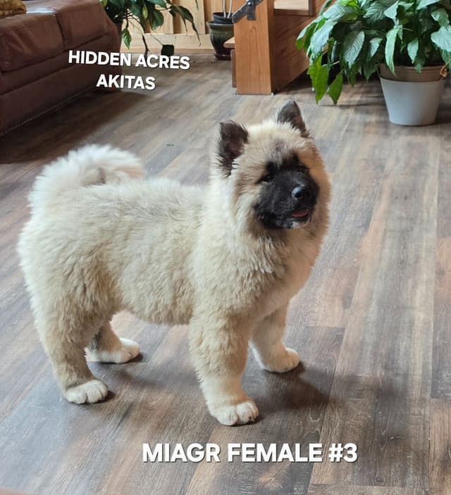 Akita Puppies media 4