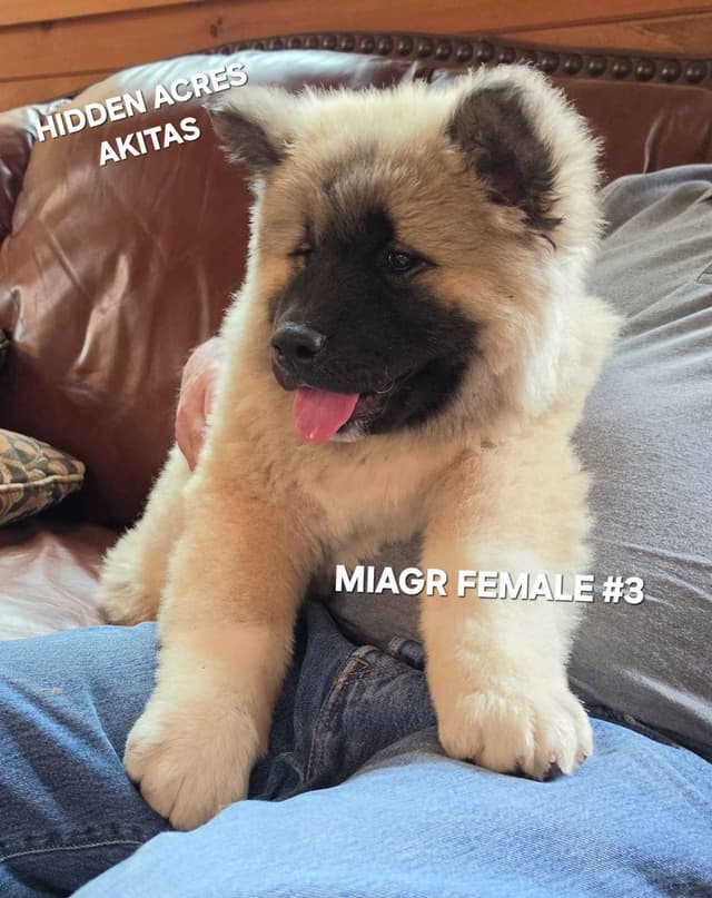 Akita Puppies media 5