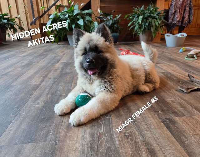 Akita Puppies media 6