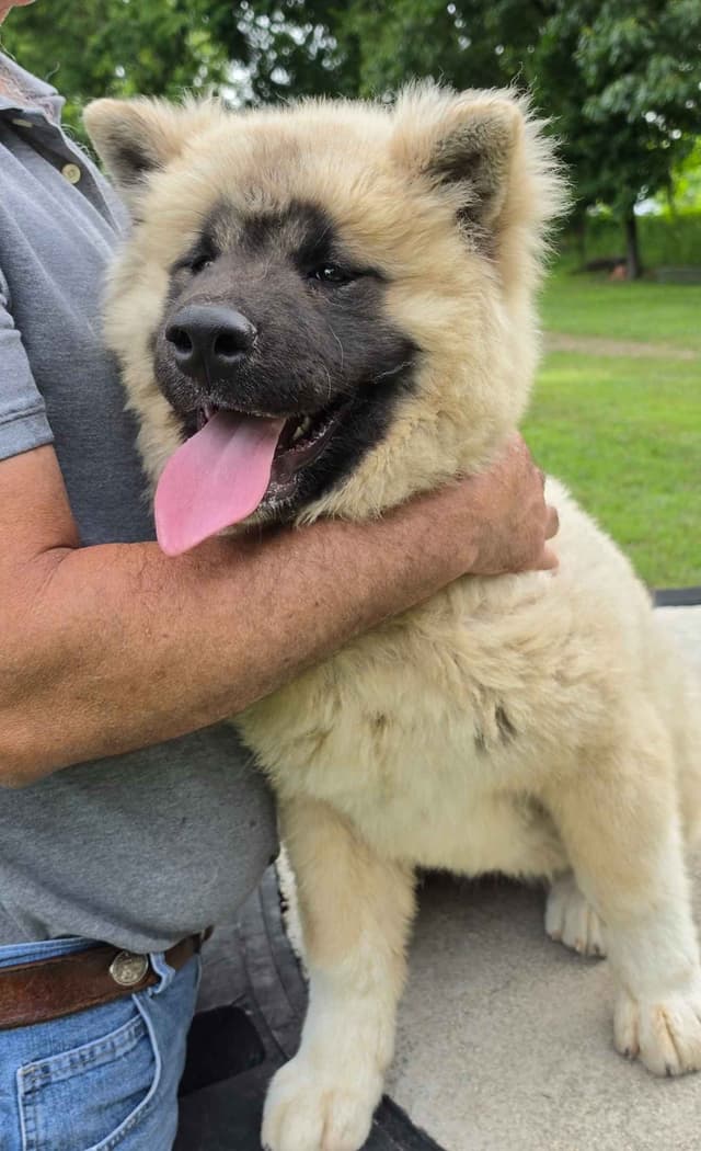 Akita Puppies media 7