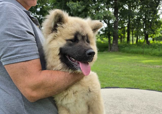 Akita Puppies media 8