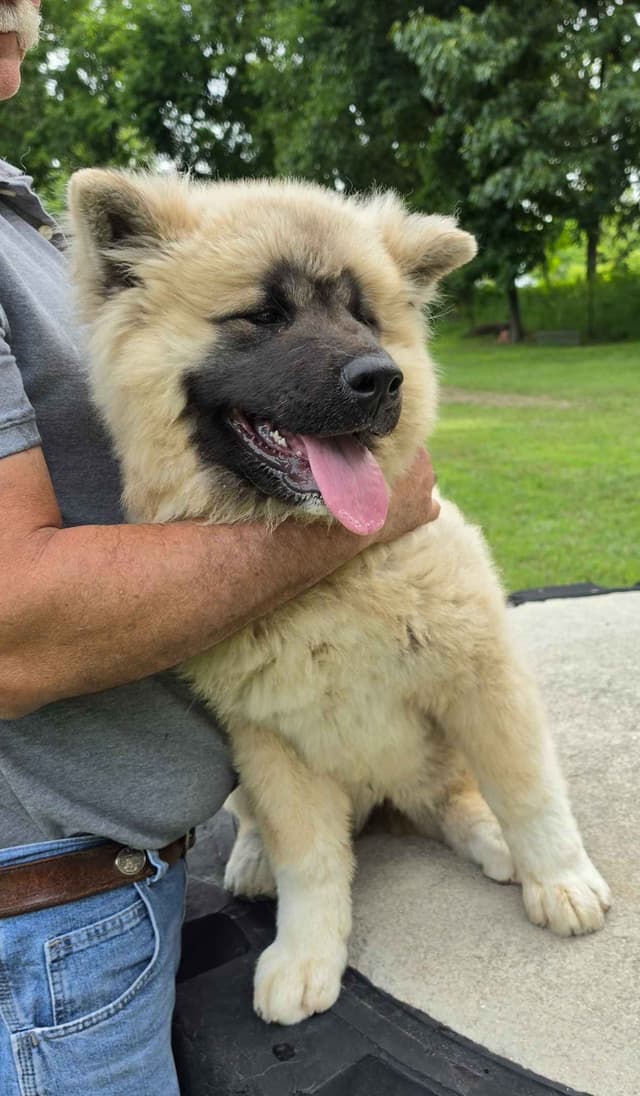 Akita Puppies media 9