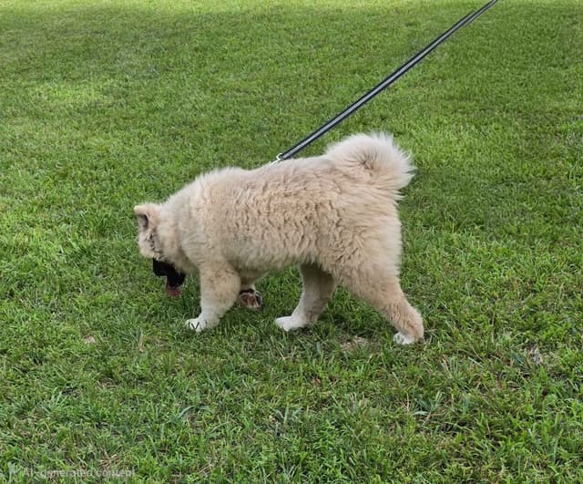 Akita Puppies media 10