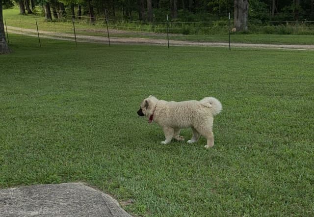Akita Puppies media 11