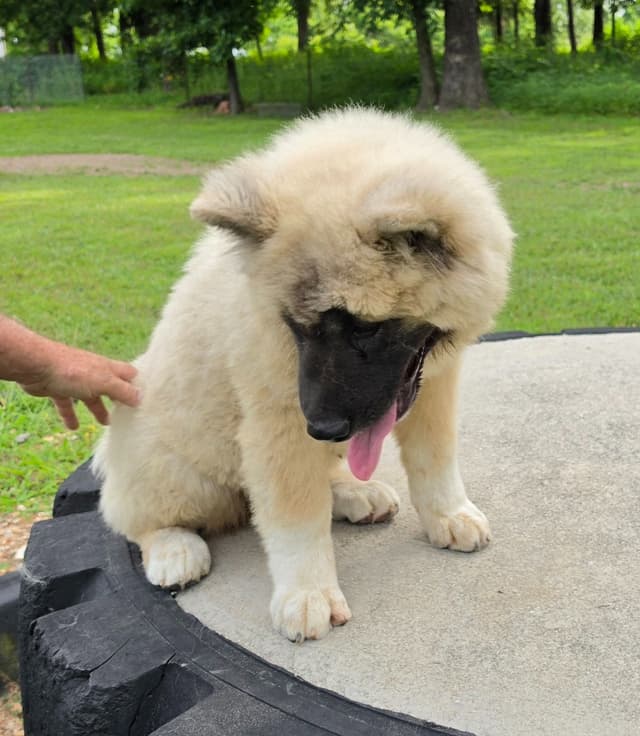 Akita Puppies media 14