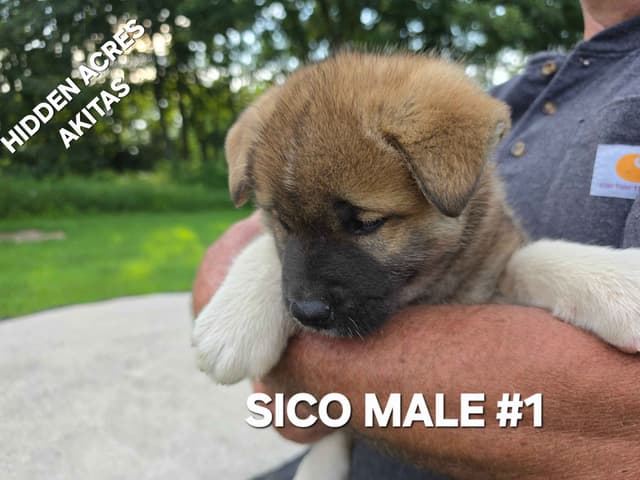 Akita Puppies media 2