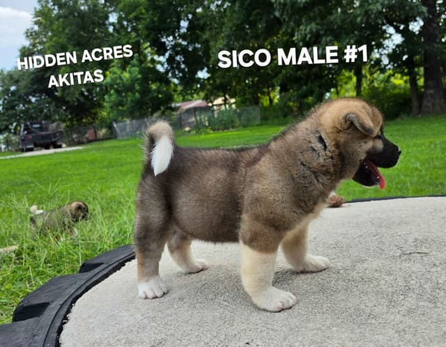 Akita Puppies media 3