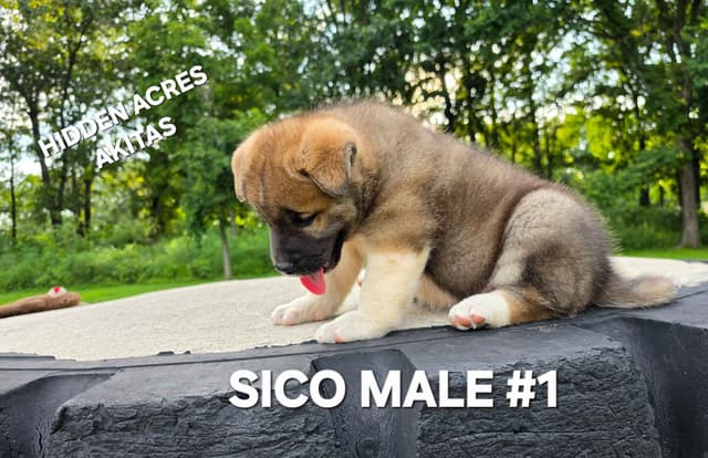 Akita Puppies media 4