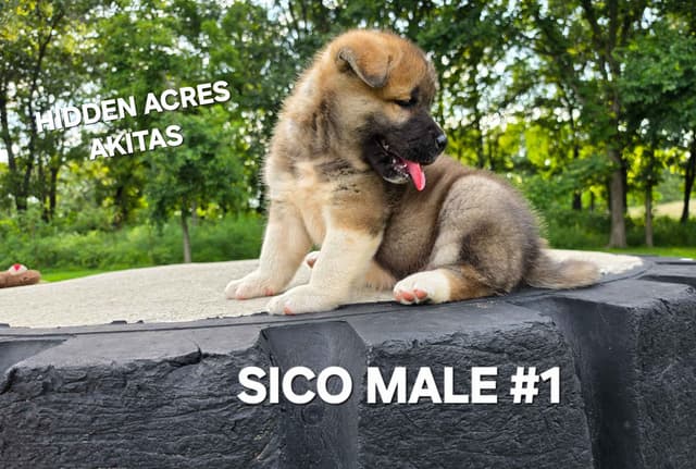 Akita Puppies media 5