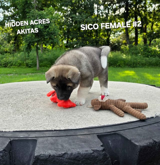 Akita Puppies media 6