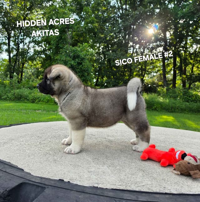 Akita Puppies media 7