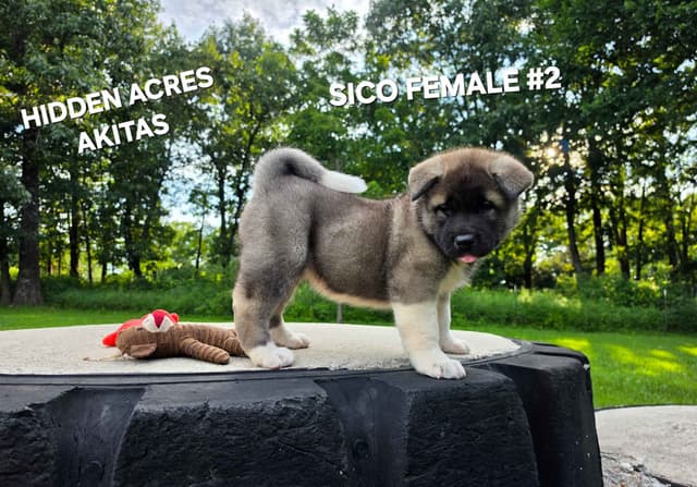 Akita Puppies media 8
