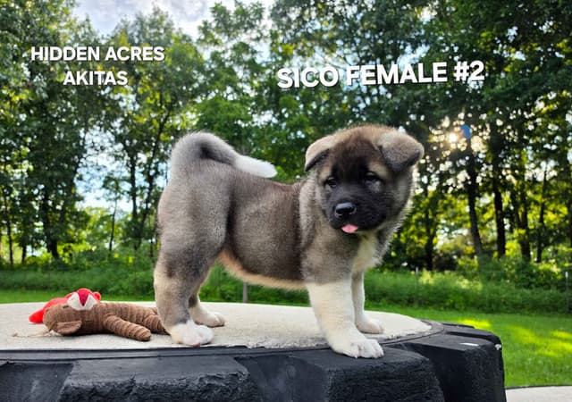 Akita Puppies media 9