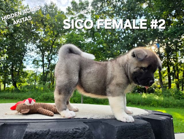 Akita Puppies media 10