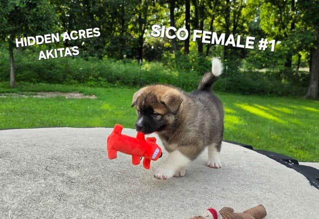 Akita Puppies media 12