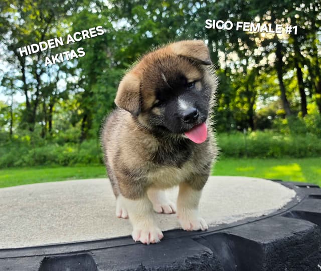 Akita Puppies media 16