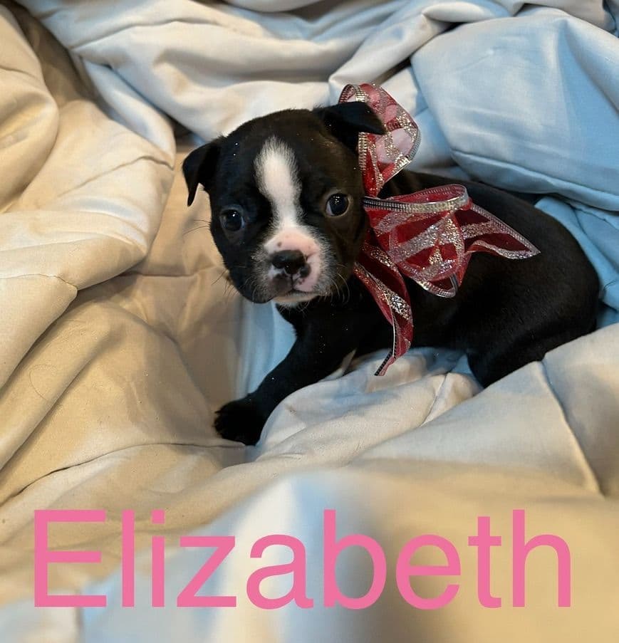 Boston Terrier Puppies breeder image 1
