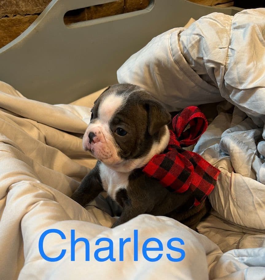 Boston Terrier Puppies breeder image 2