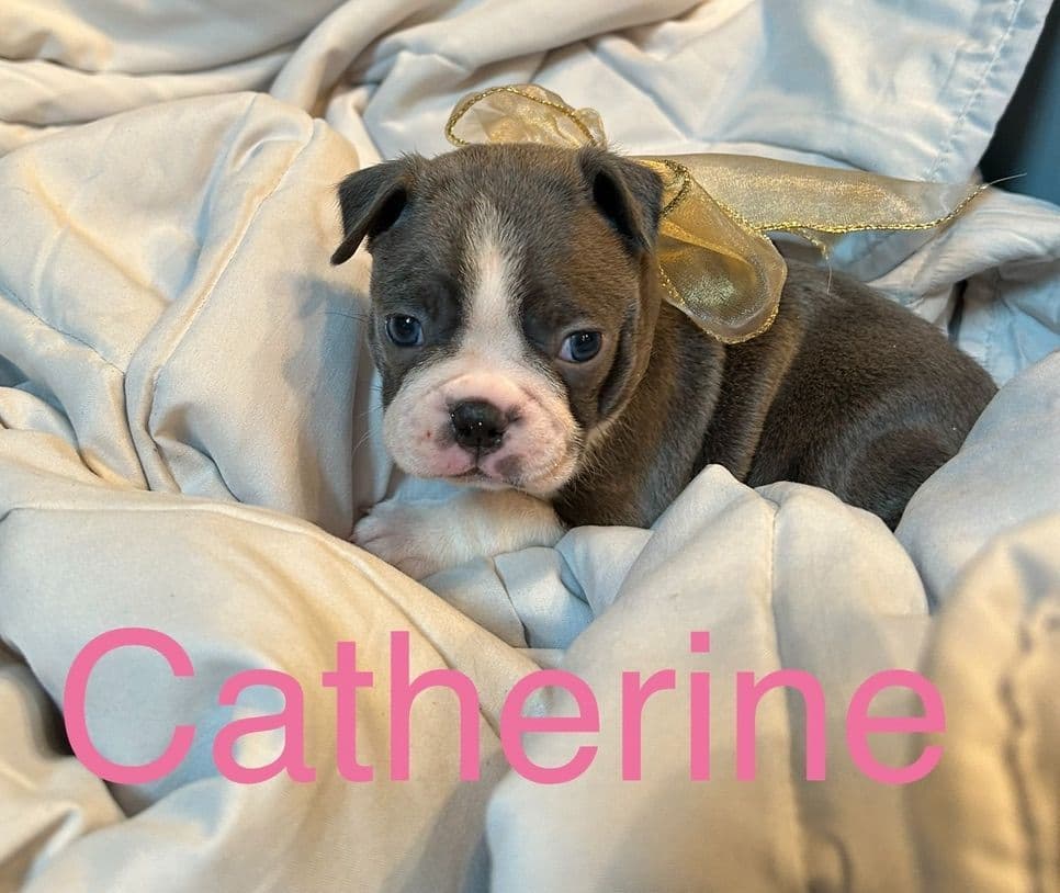 Boston Terrier Puppies breeder image 3