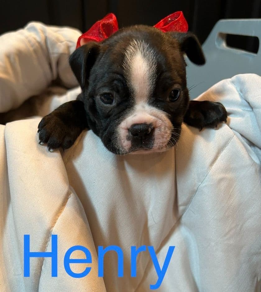 Boston Terrier Puppies breeder image 4
