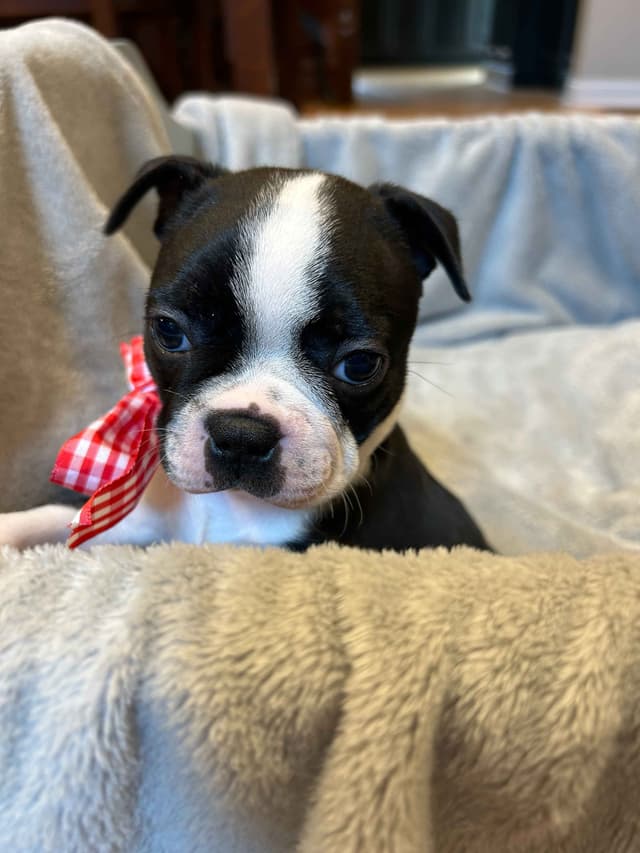 Boston Terrier Puppies media 2