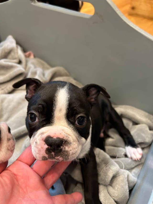 Boston Terrier Puppies media 3
