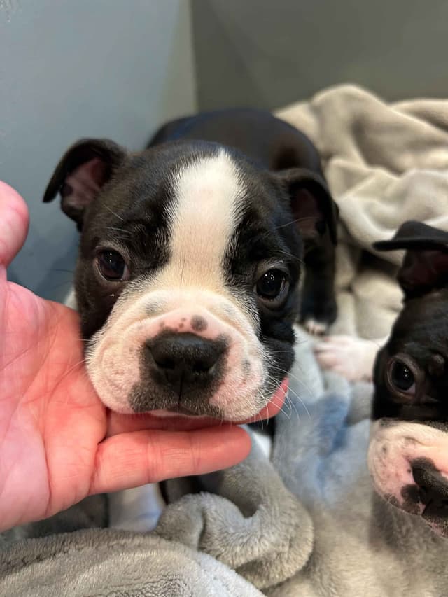 Boston Terrier Puppies media 4