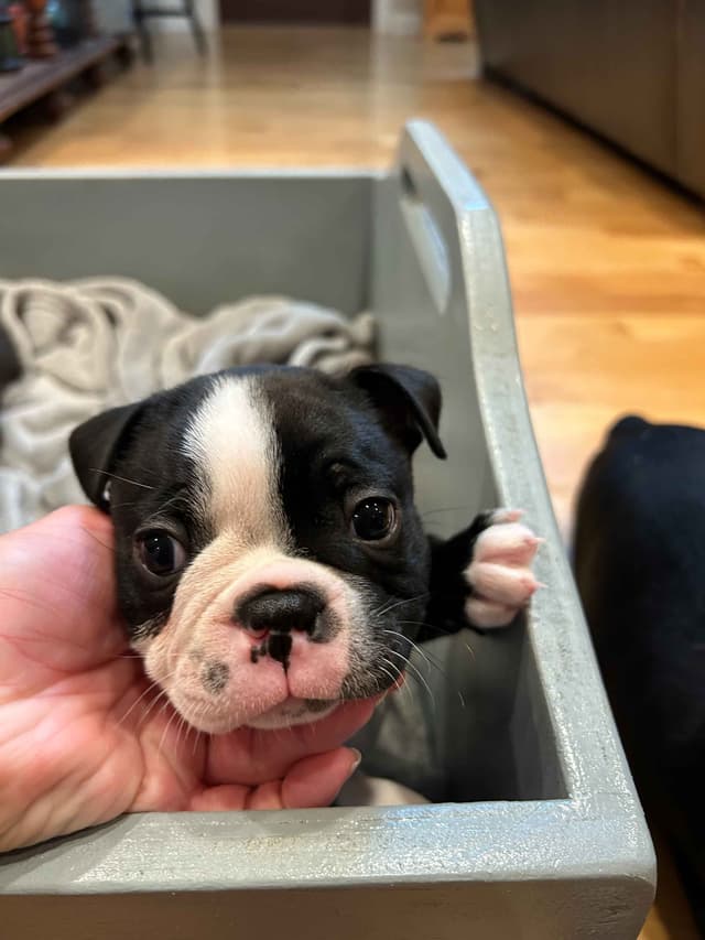 Boston Terrier Puppies media 5