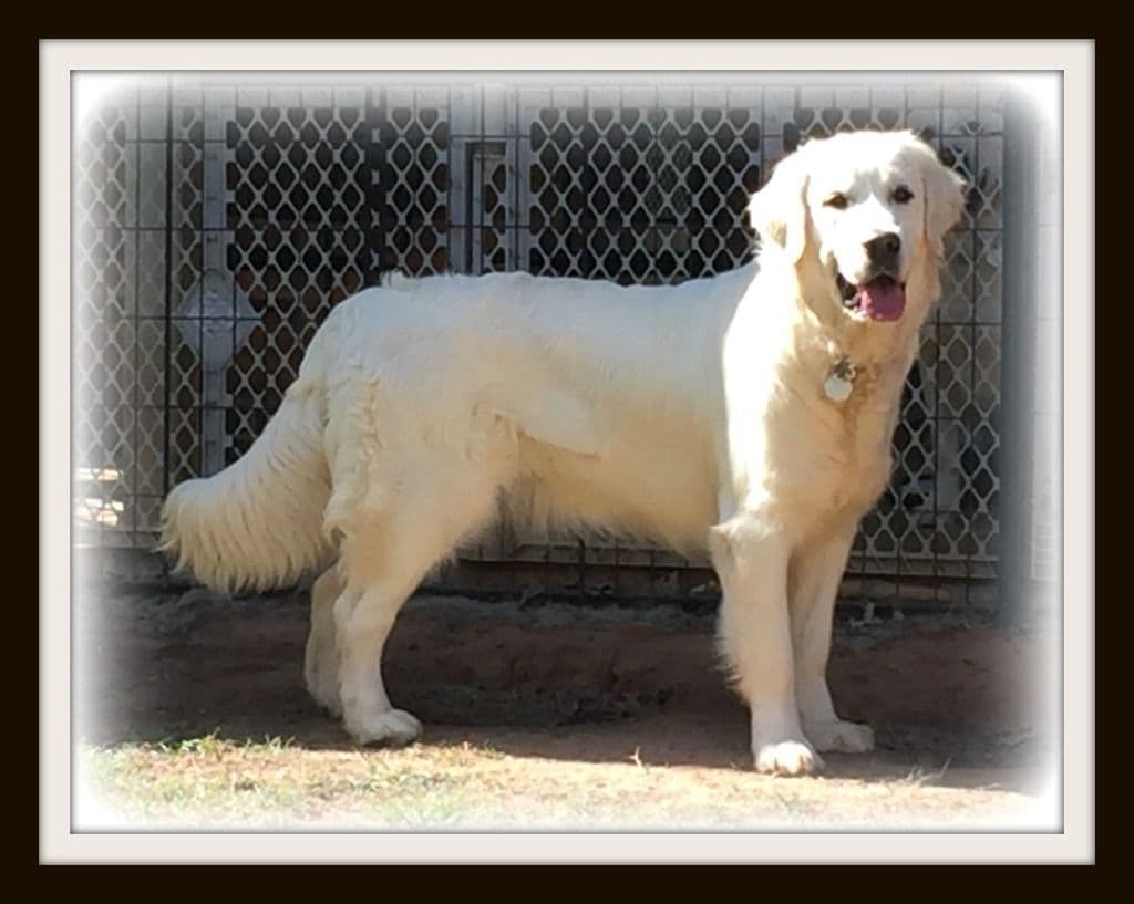 AKC Golden Retriever Puppies with Champion European Bloodlines breeder image 5