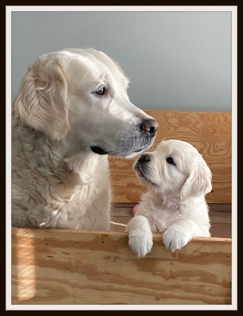AKC Golden Retriever Puppies with Champion European Bloodlines breeder image 2