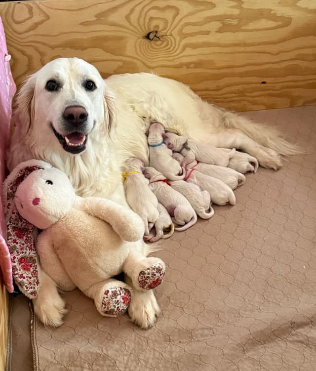 AKC Golden Retriever Puppies with Champion European Bloodlines media 9