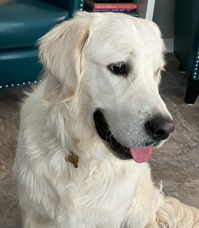 AKC Golden Retriever Puppies with Champion European Bloodlines media 3