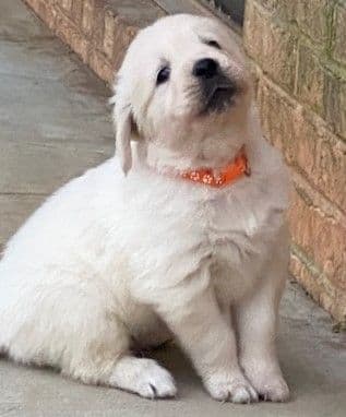 AKC Golden Retriever Puppies with Champion European Bloodlines media 11