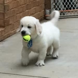 AKC Golden Retriever Puppies with Champion European Bloodlines media 12