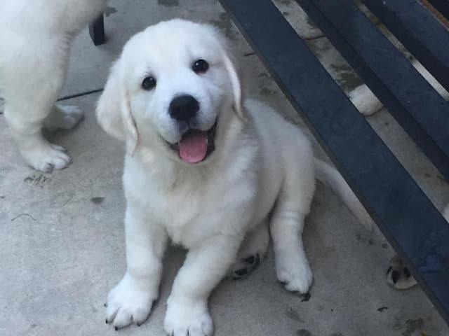 AKC Golden Retriever Puppies with Champion European Bloodlines media 13
