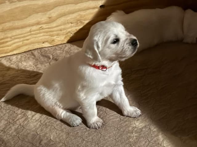 AKC Golden Retriever Puppies with Champion European Bloodlines media 4