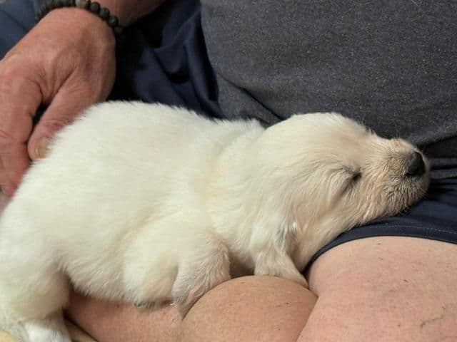 AKC Golden Retriever Puppies with Champion European Bloodlines media 7