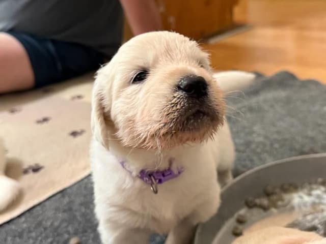 AKC Golden Retriever Puppies with Champion European Bloodlines media 5