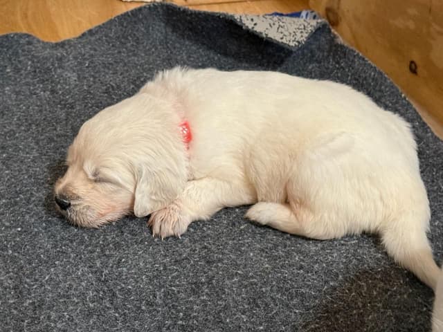 AKC Golden Retriever Puppies with Champion European Bloodlines media 6