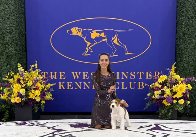 AKC Registered Russell Terrier Puppies media 2