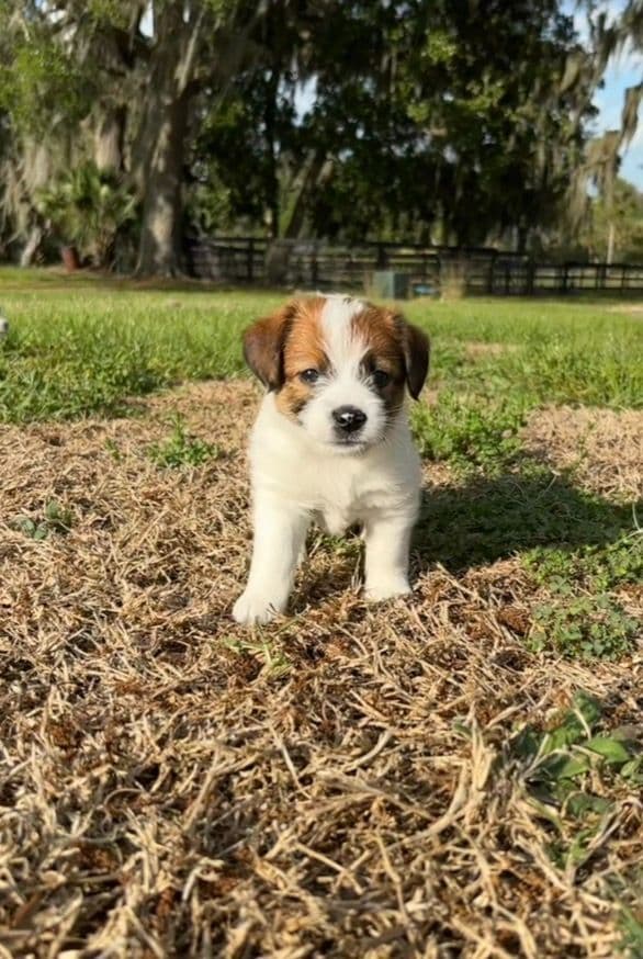 AKC Registered Russell Terrier Puppies media 3