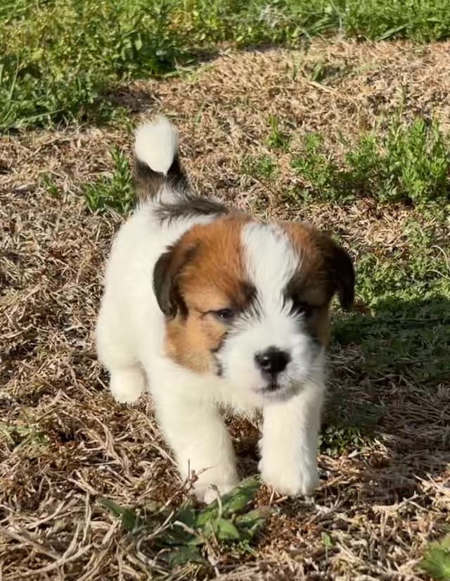 AKC Registered Russell Terrier Puppies media 4