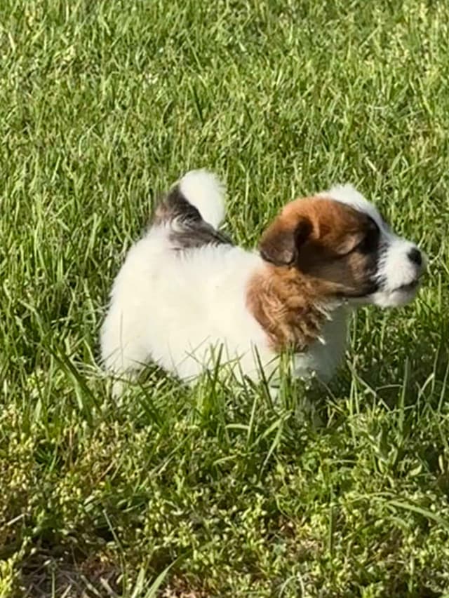 AKC Registered Russell Terrier Puppies media 5