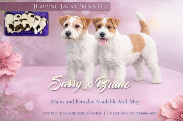 AKC Registered Russell Terrier Puppies media 7