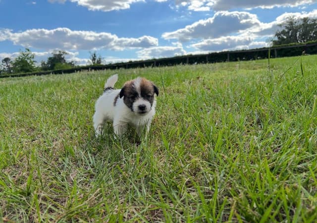 AKC Registered Russell Terrier Puppies media 8