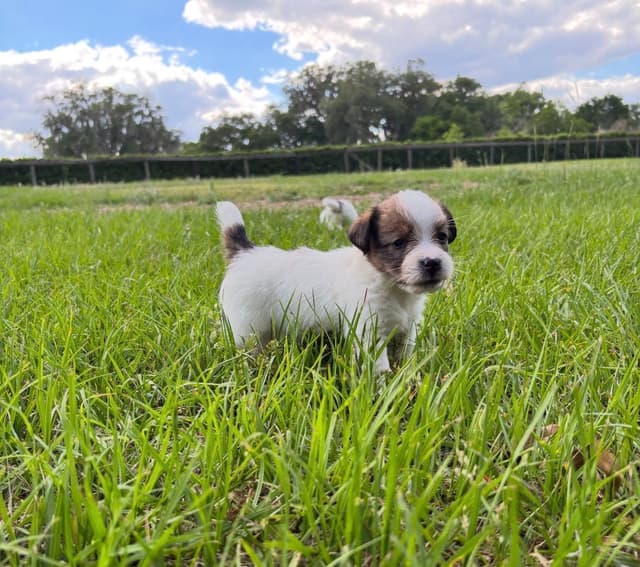 AKC Registered Russell Terrier Puppies media 9
