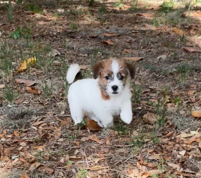 AKC Registered Russell Terrier Puppies media 10